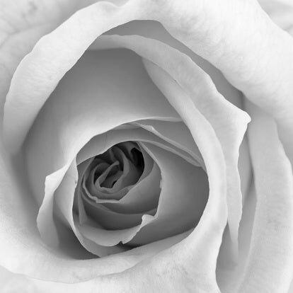 Rose Close Up by Vishwanath Bhat-The Darkroom Society