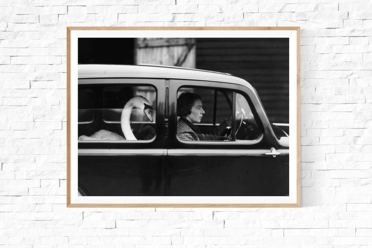 Swan in a Car-The Darkroom Society