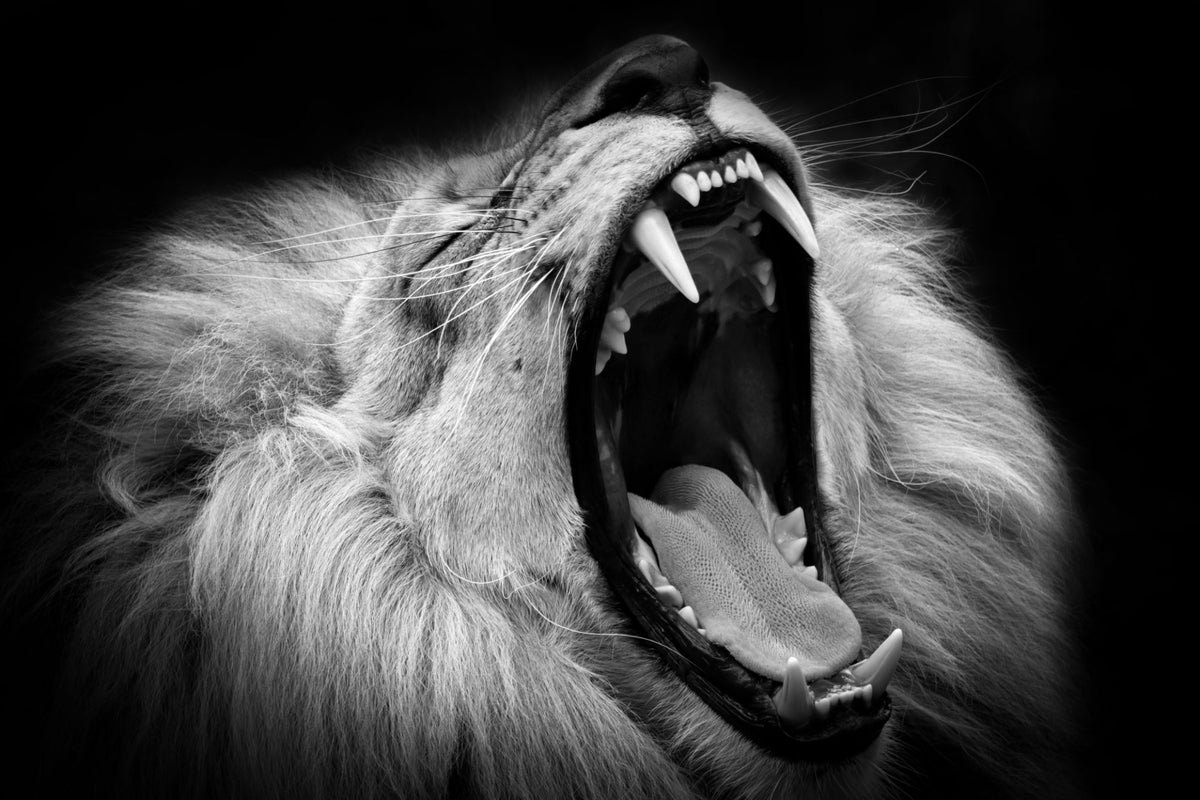 Roaring Lion
