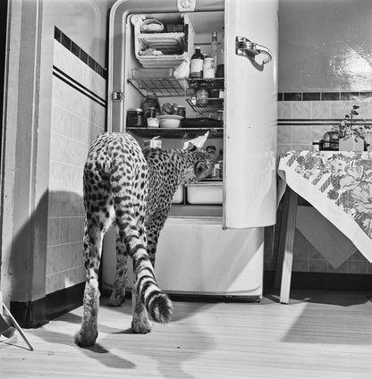 Hungry Cheetah-The Darkroom Society