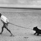 Walking the Dog by Erich Auerbach