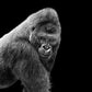 Gorilla by Thomas Fikar-The Darkroom Society