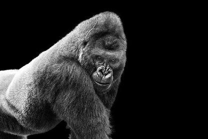Gorilla by Thomas Fikar-The Darkroom Society