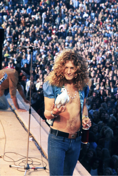 James Fortune: Robert Plant with Dove-The Darkroom Society