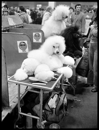 Arthur Steel: Pampered Pooch-The Darkroom Society