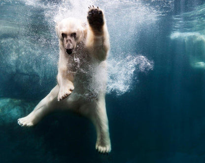 Polar Bear in Water by Henrik Sorensen-The Darkroom Society