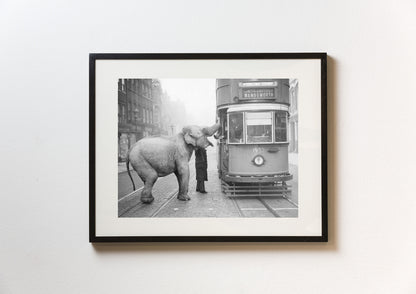 Hungry Elephant-The Darkroom Society