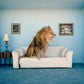 Lion Sitting on a Couch