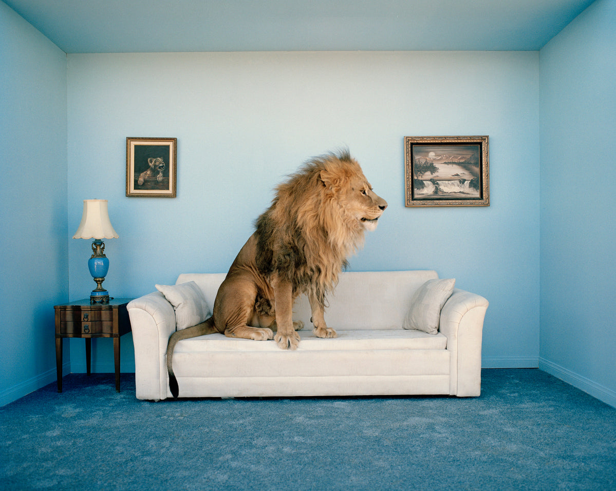 Lion Sitting on a Couch
