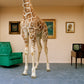 Giraffe in Living Room by Matthias Clamer