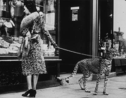 Cheetah Who Shops by B. C. Parade-The Darkroom Society