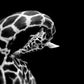 Giraffe by Dominique-Grosse-The Darkroom Society