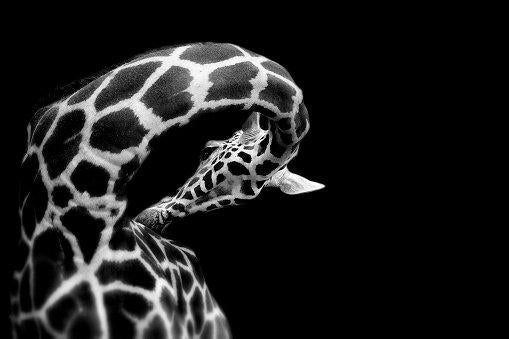 Giraffe by Dominique-Grosse