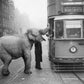 Hungry Elephant
