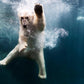 Polar Bear in Water by Henrik Sorensen