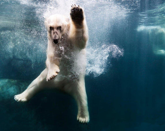 Polar Bear in Water by Henrik Sorensen