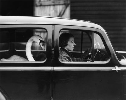 Swan in a Car-The Darkroom Society